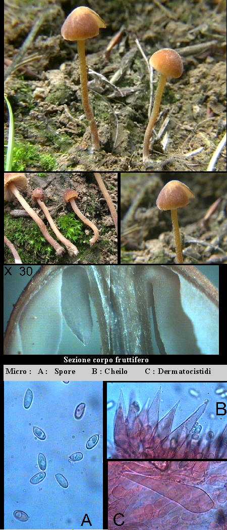 Macrocystidia cucumis var. minor (Joss.) Contu